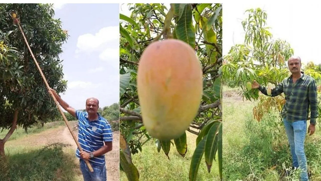 Mango pulp business