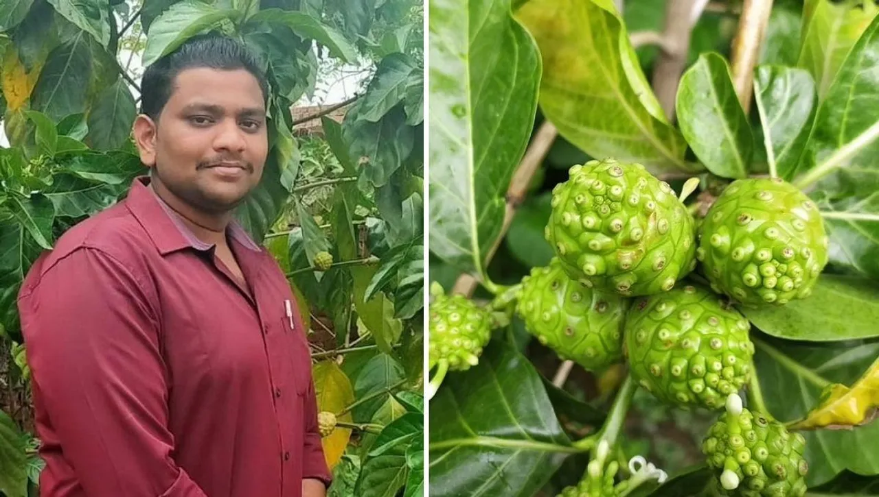 Prasenjeet grows Noni in Bokaro