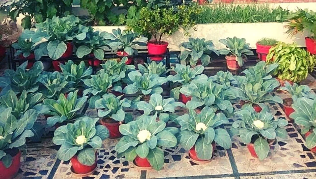 Grow Cauliflower