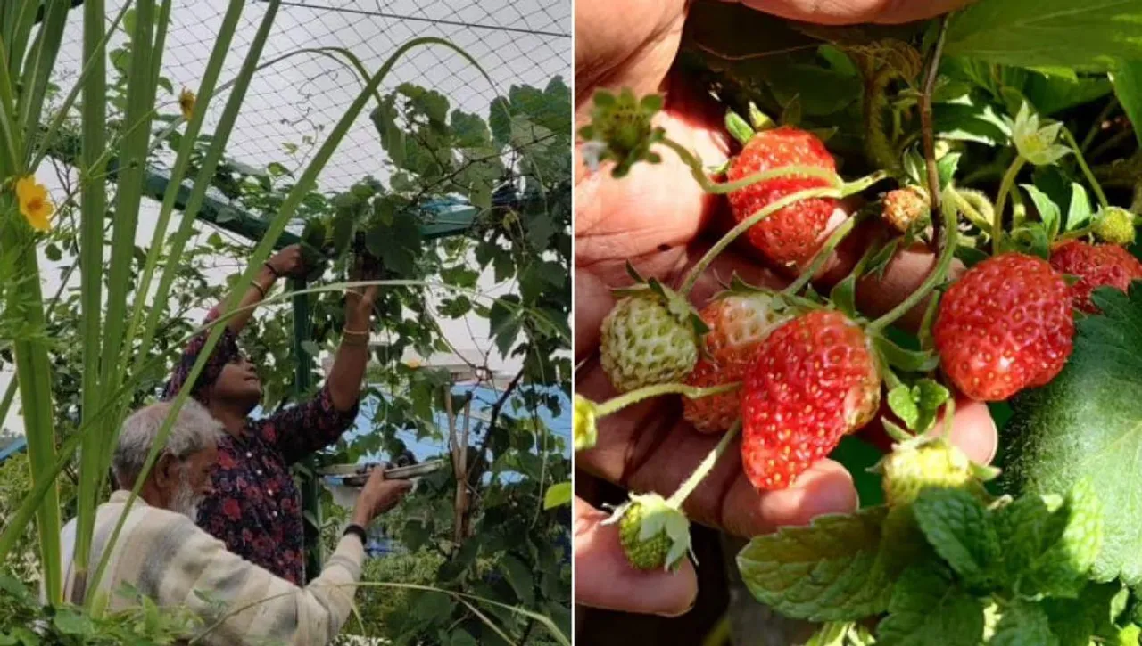 Tips To Grow Fruits Like Dragon Fruit, Mulberry, Apple, Papaya At Home