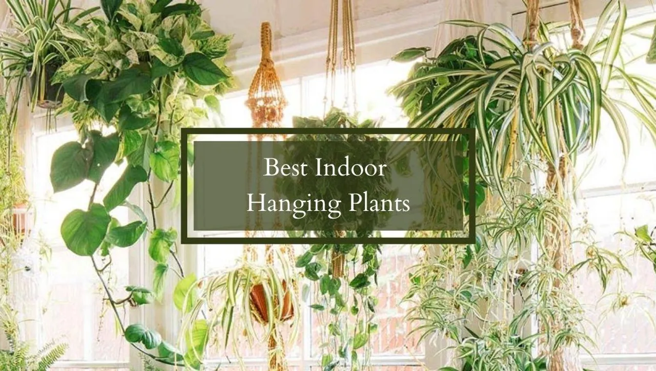Best Indoor Hanging Plants