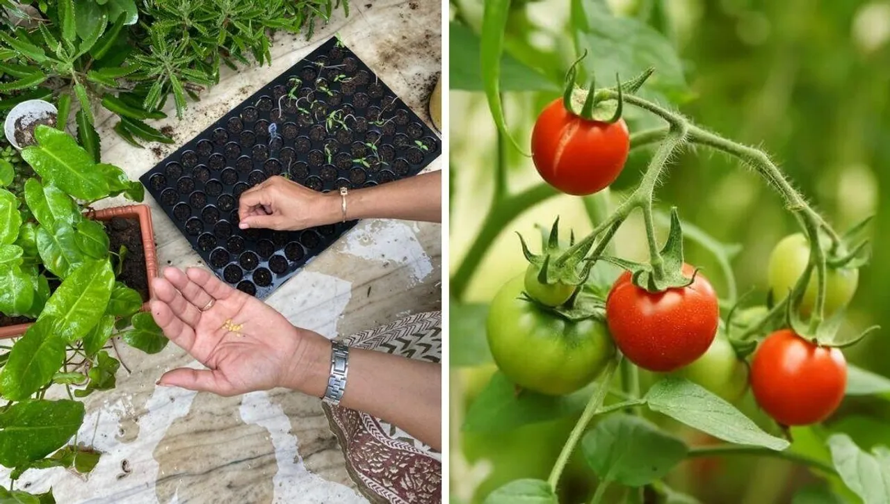 Seed to sow in September month