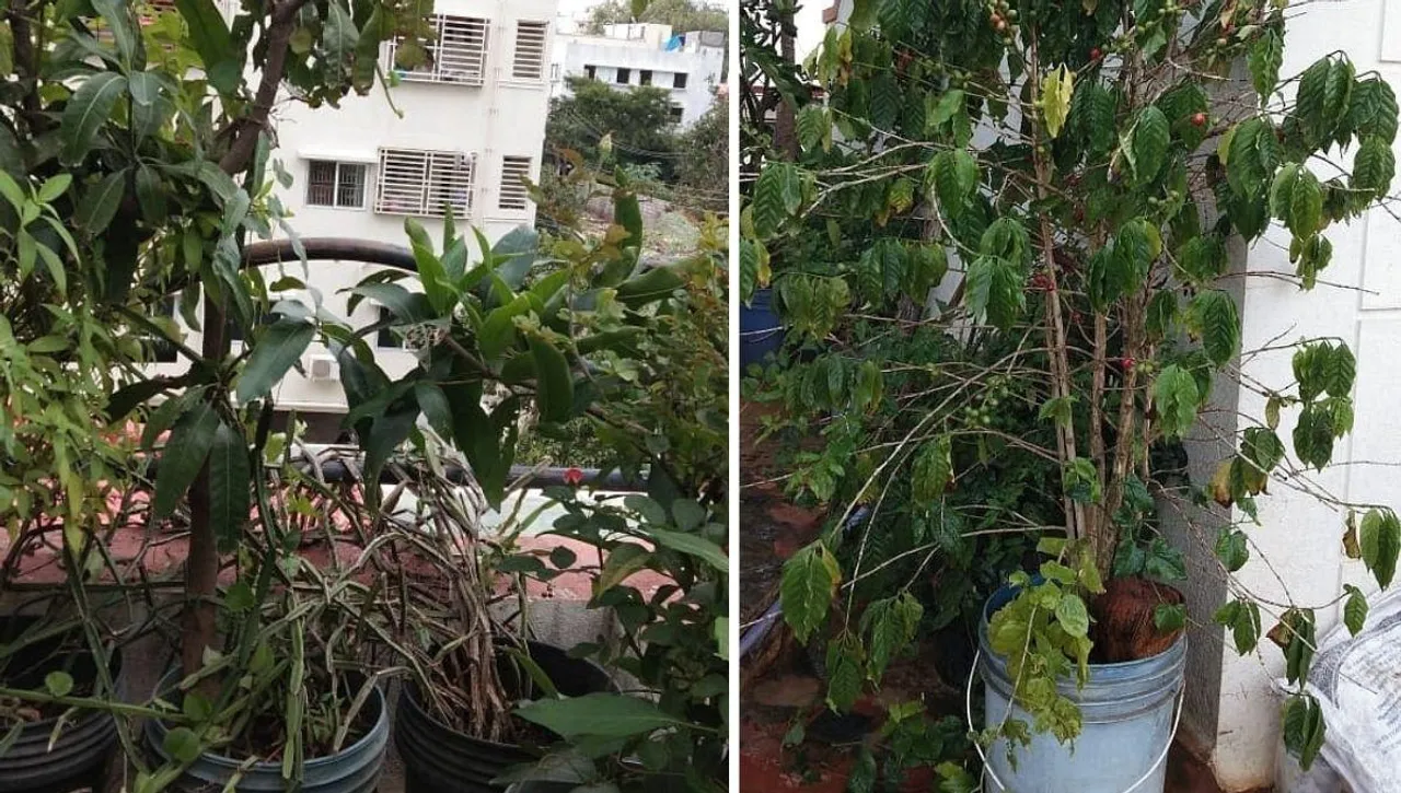 best plants for balcony