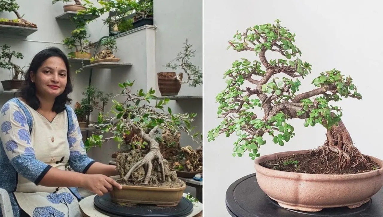 Poornima Joshi Growing bonsai tree for sale