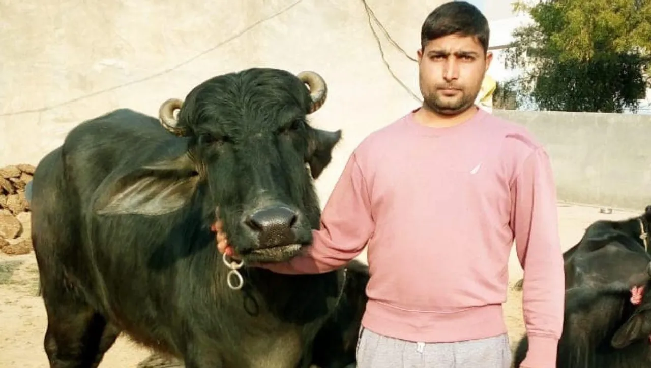School Teacher Ravish Poonia Running A Dairy Farm Part Time Business