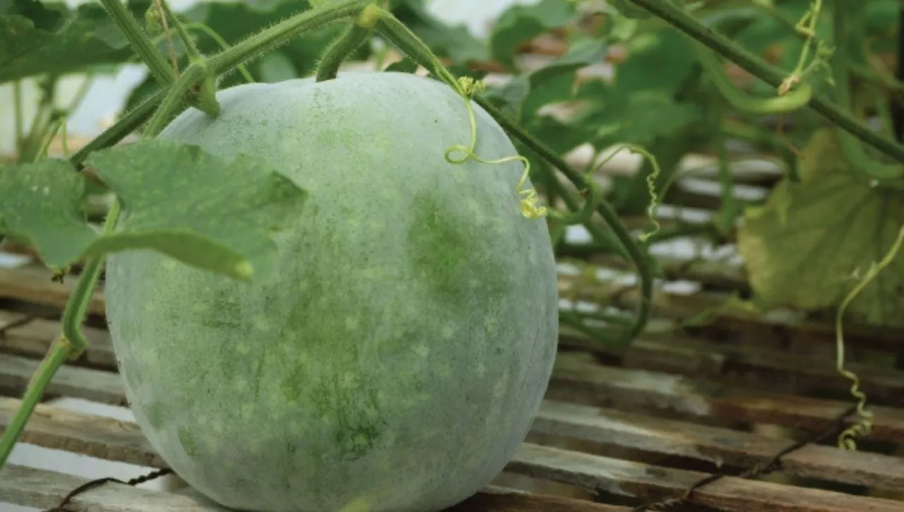 Growing Ash Gourd