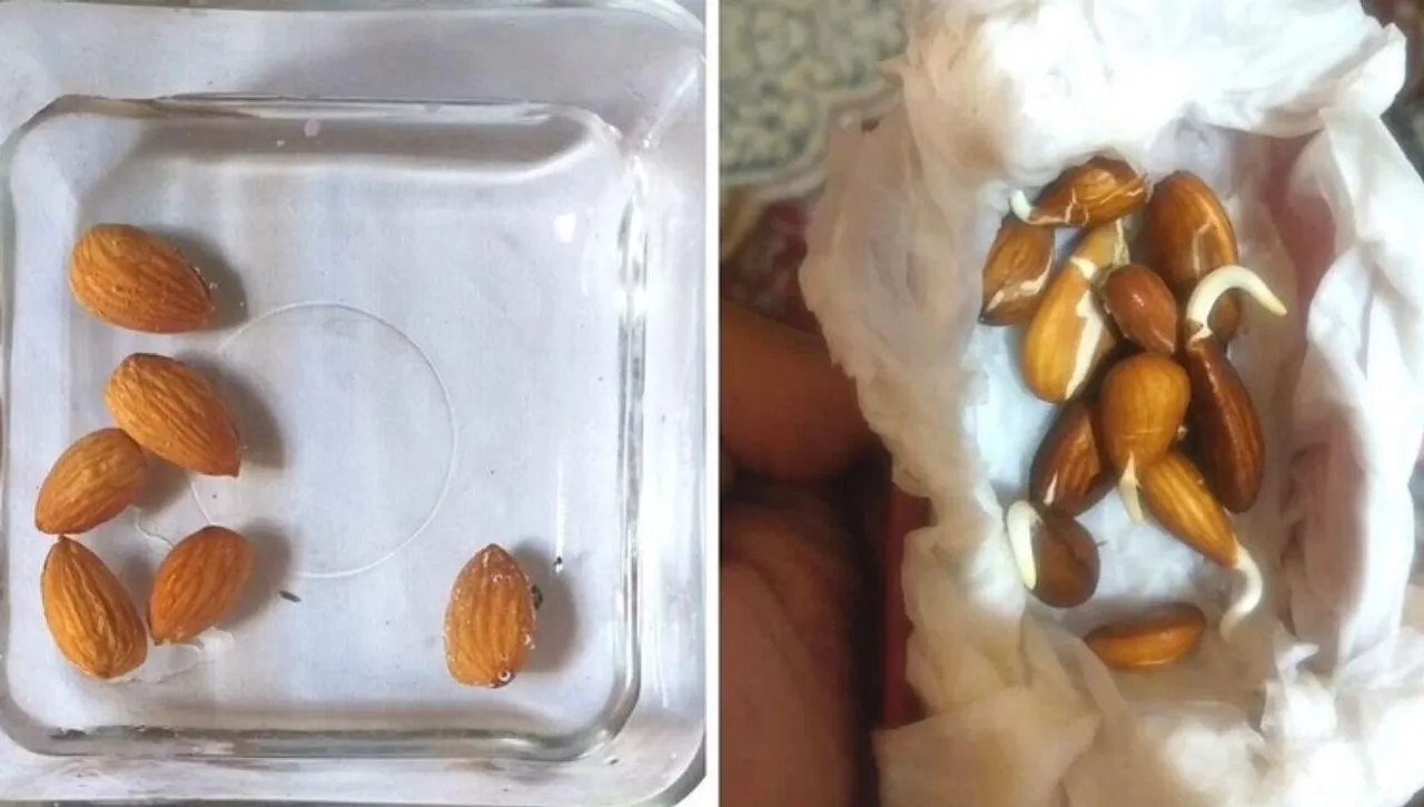 Three Easy Steps To Grow Almond Plant