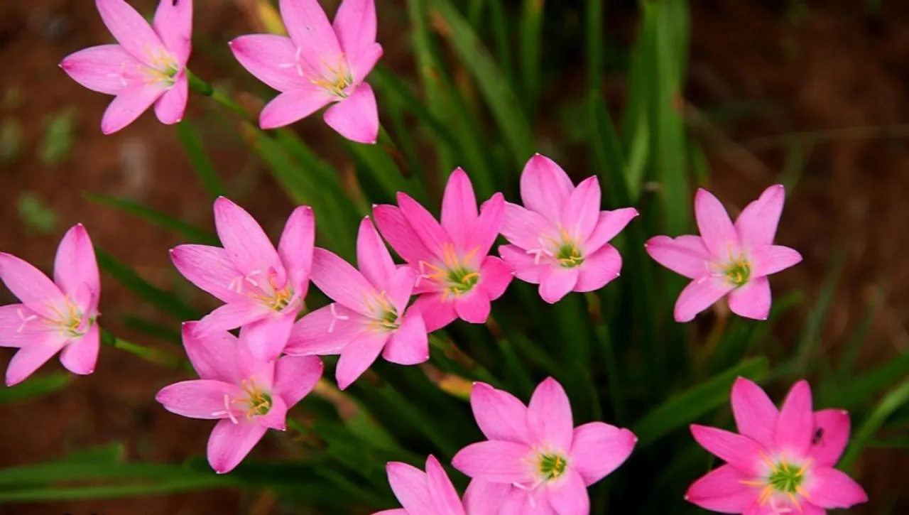 How to Grow Rain Lily