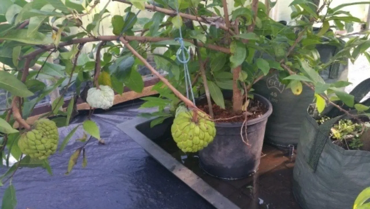 How to Grow Custard Apple