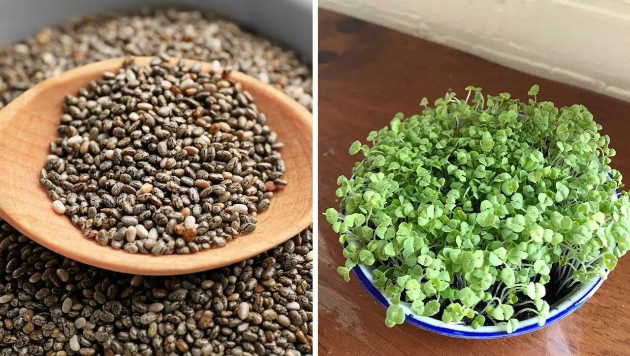 chia seed health benefits