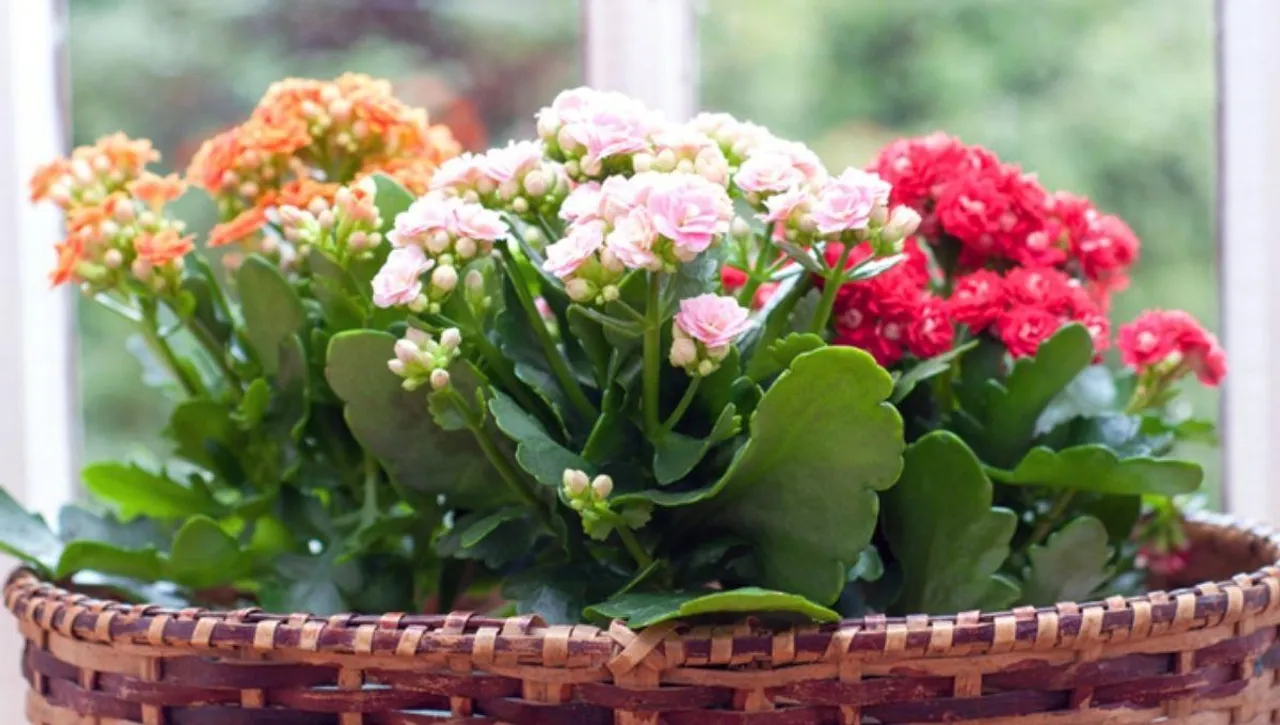 Grow Kalanchoe Plants Easily