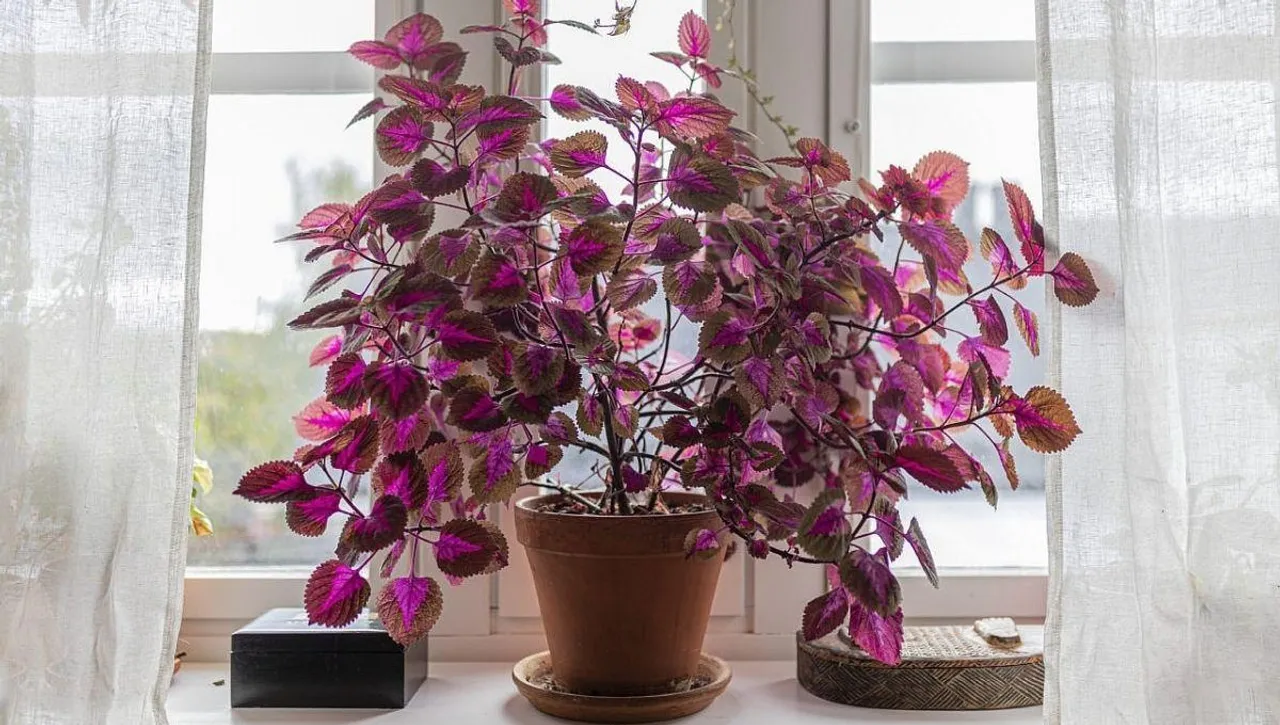 Grow Coleus Plant Indoor