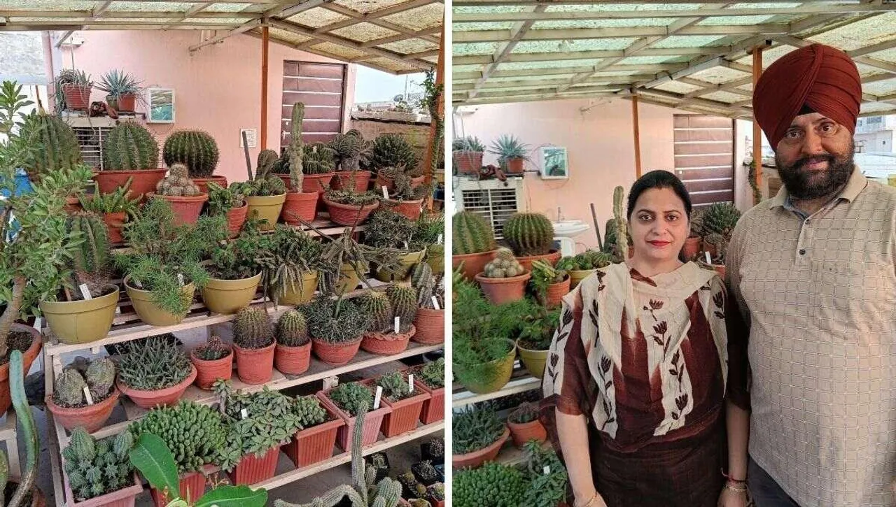 cactus garden