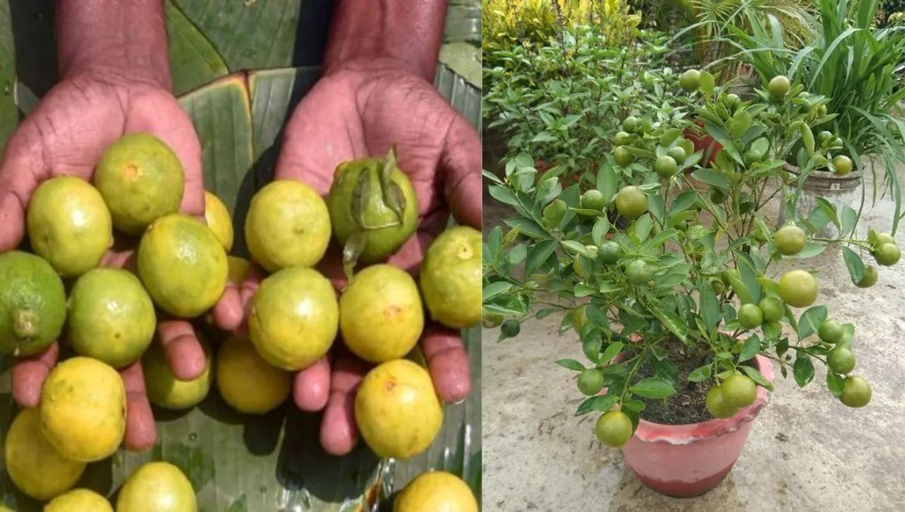 grow lemon tree in a pot