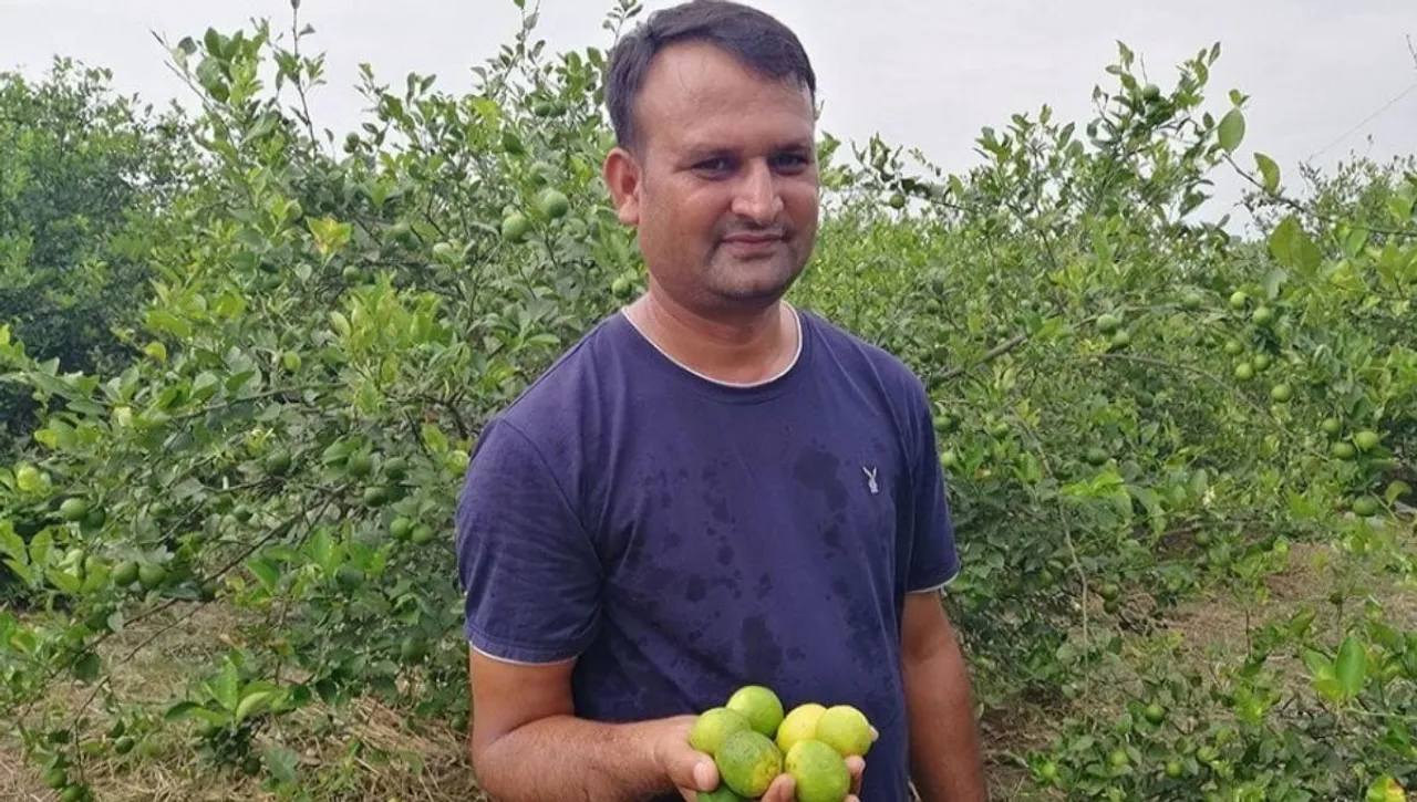lemon farming