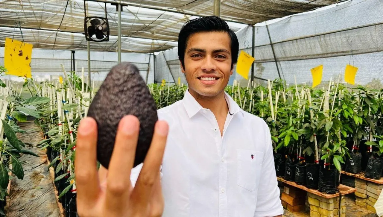 Avovcado farming
