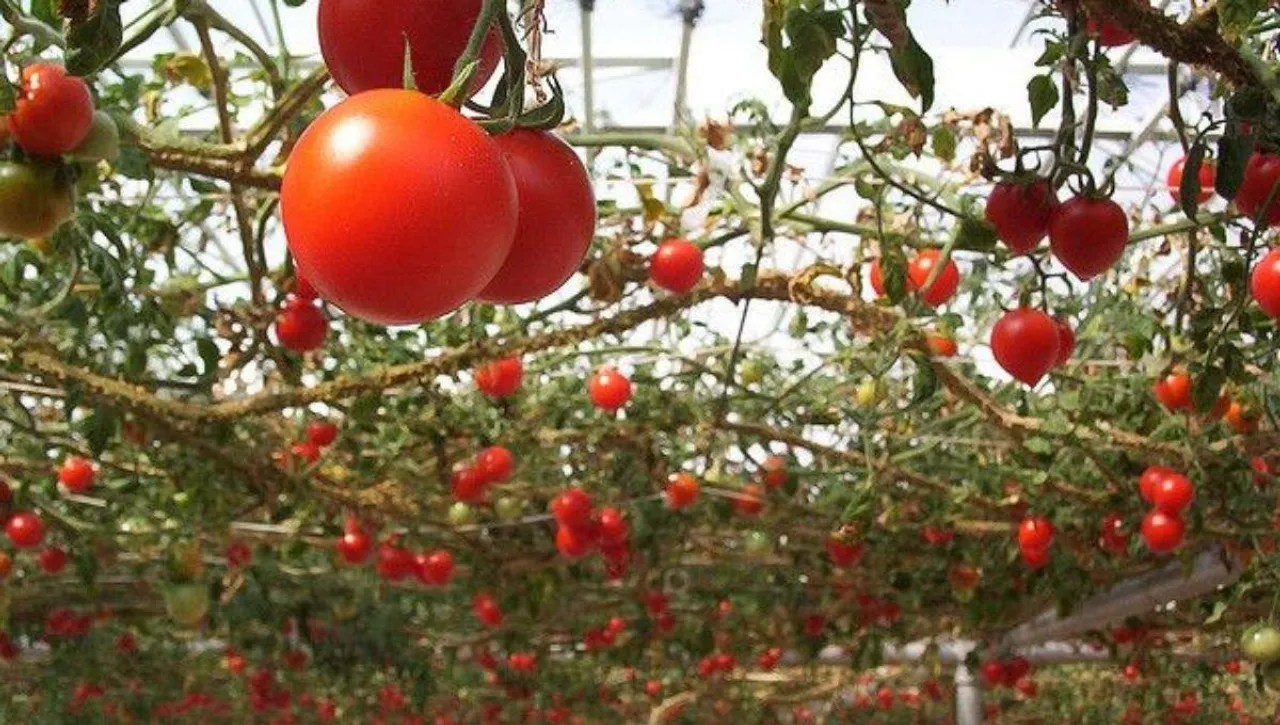 grow vegetables vertically