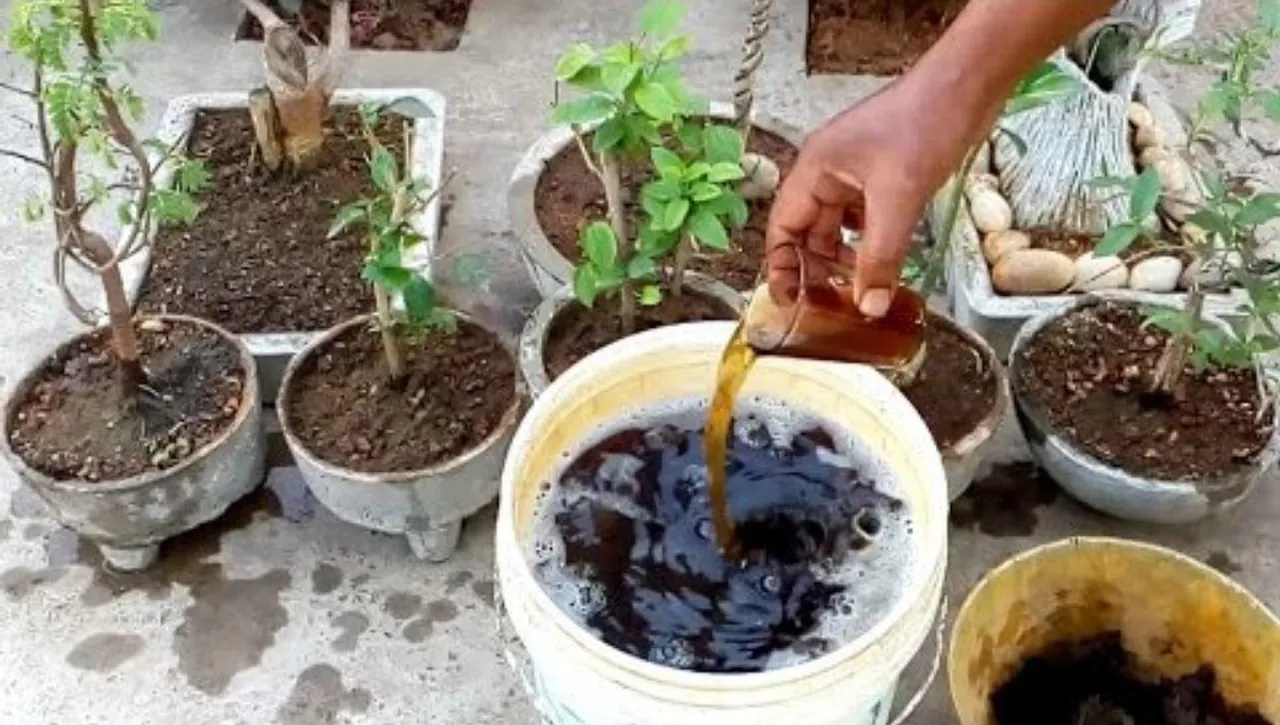 summer fertilizer (1)