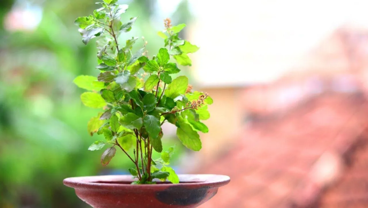 tulsi plant care