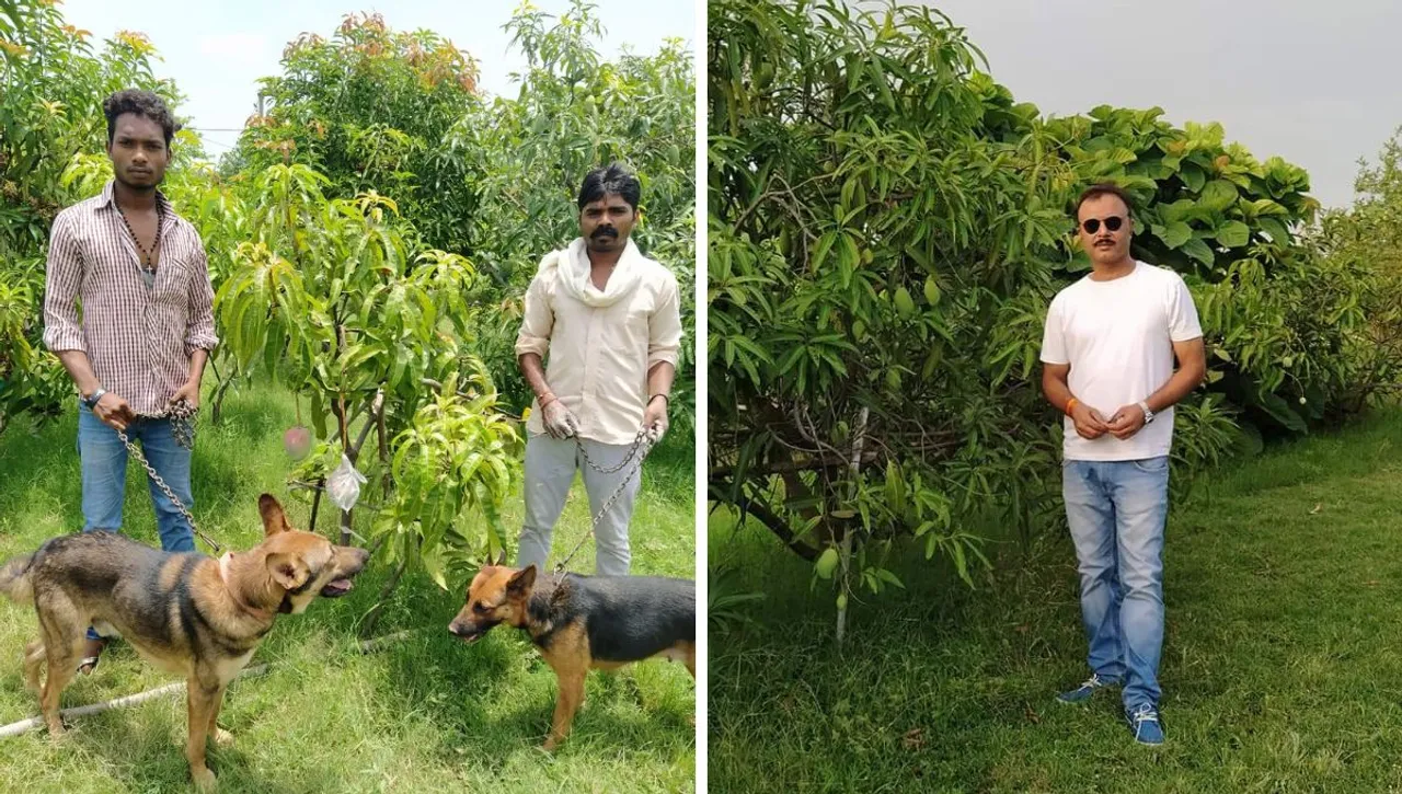 Mango Farmer
