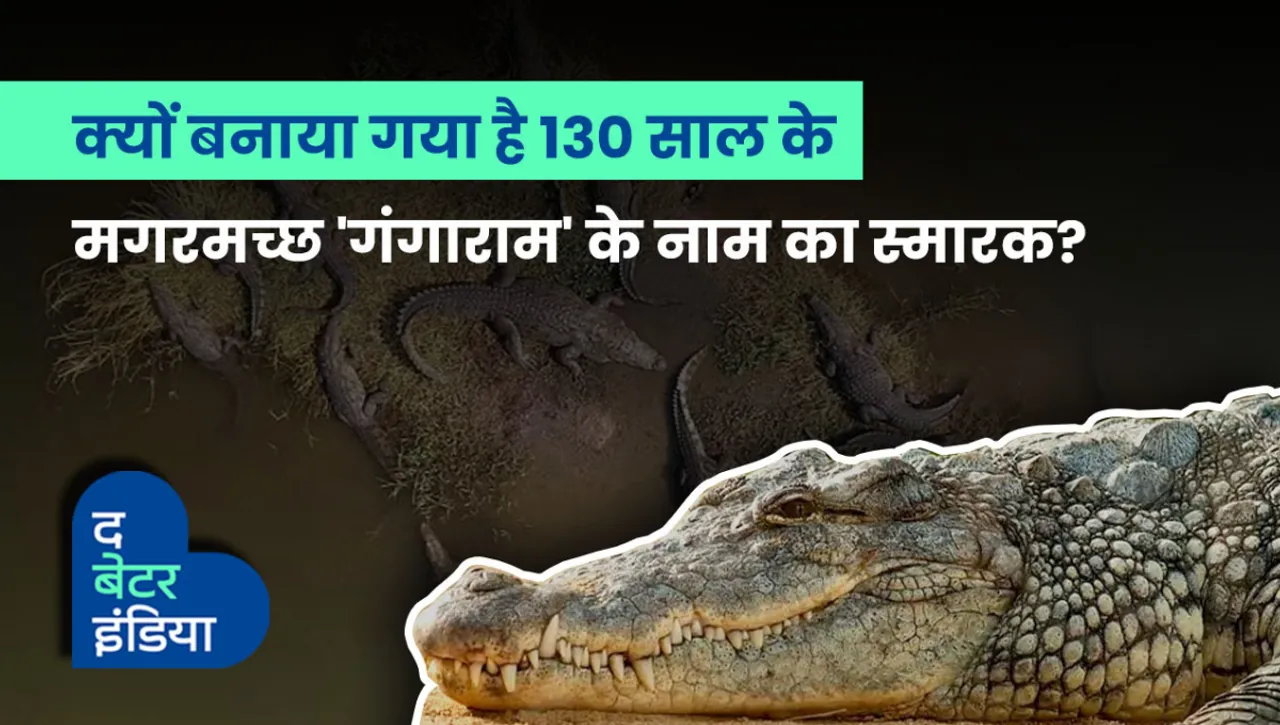 gangaram crocodile