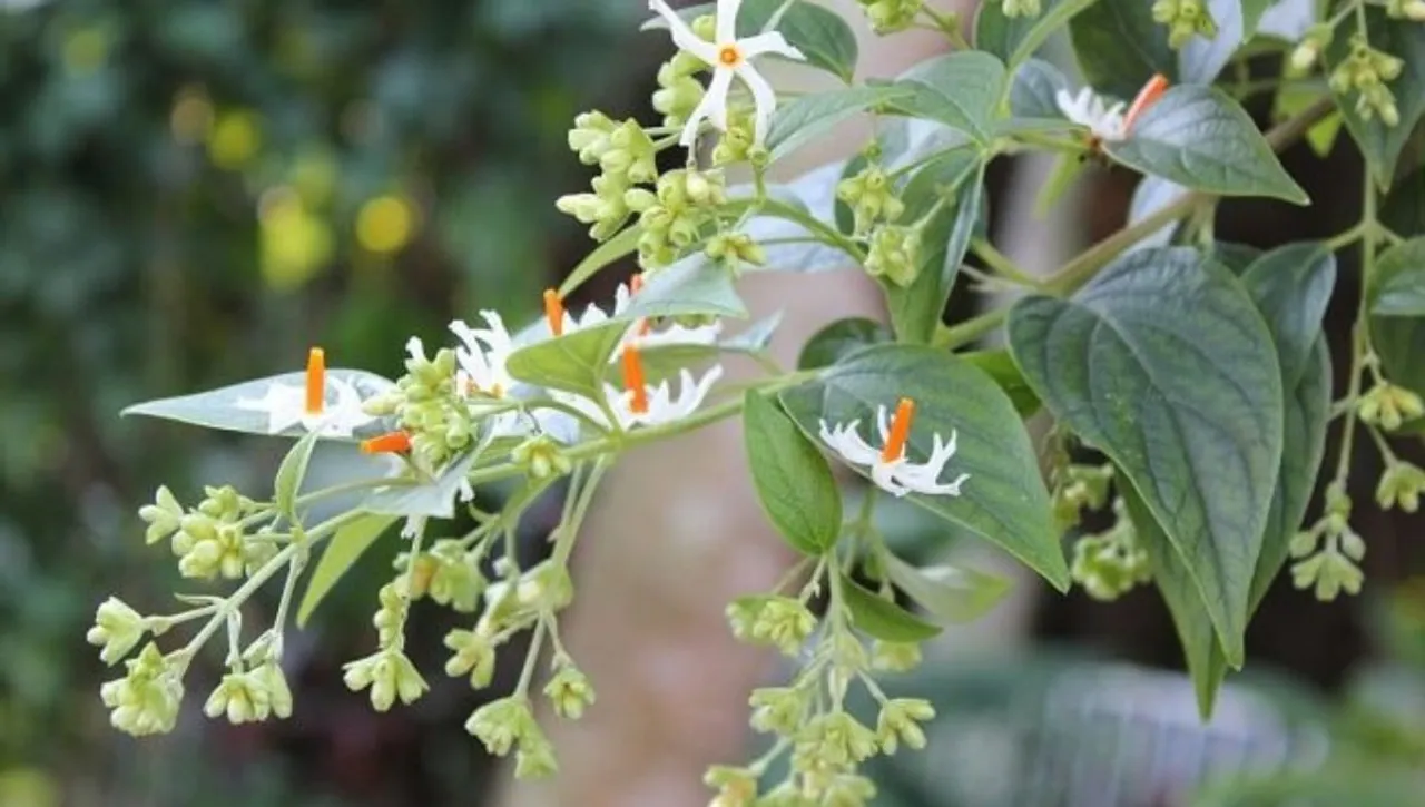 how to grow parijat