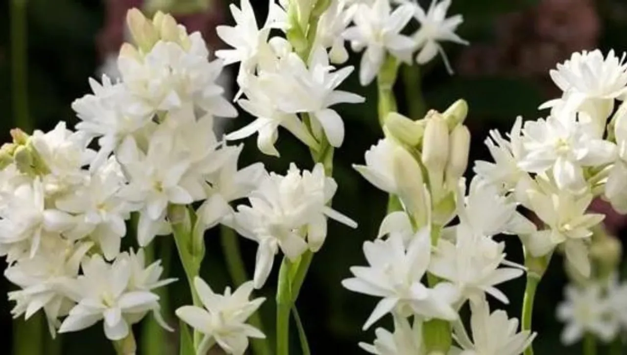 how to grow rajanigandha