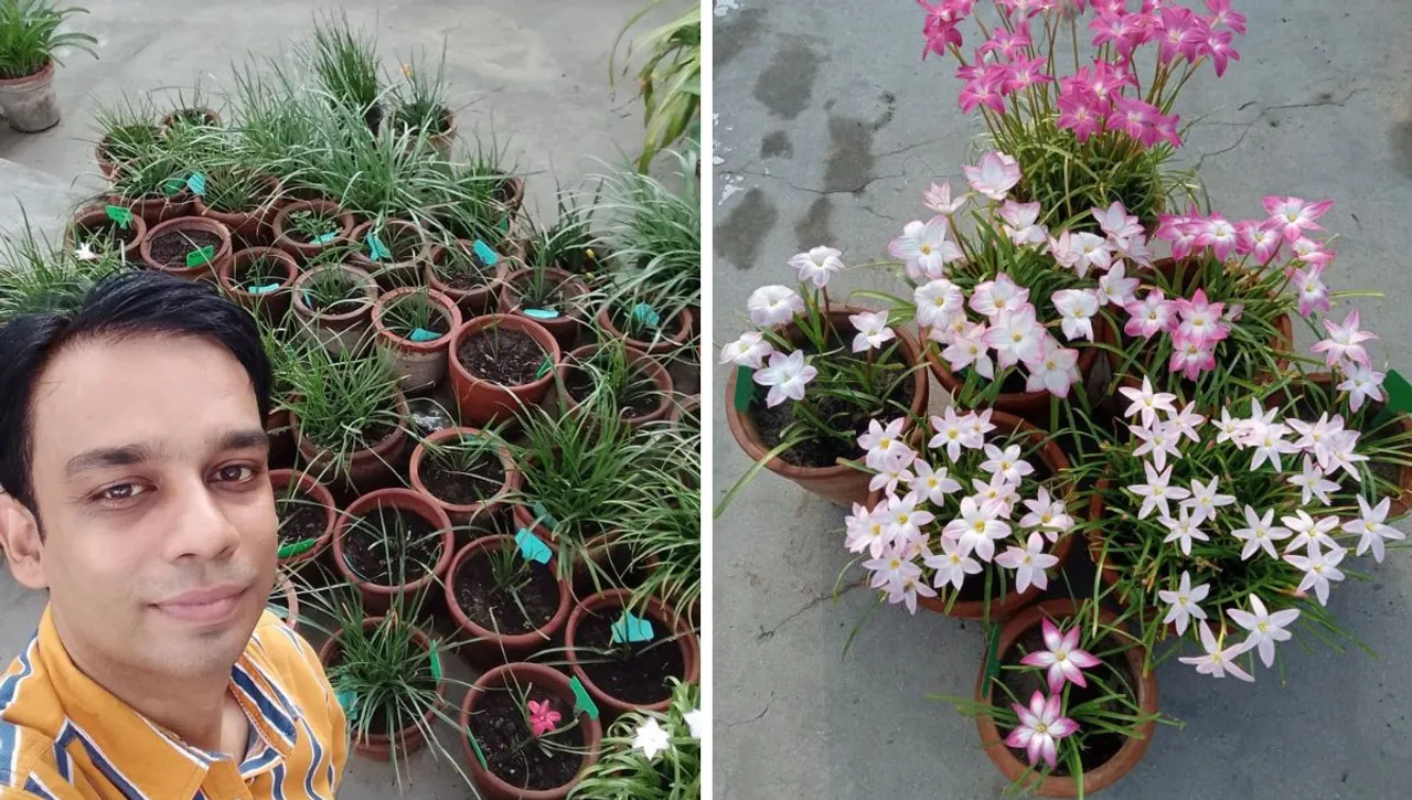 Rain lily garden (1)