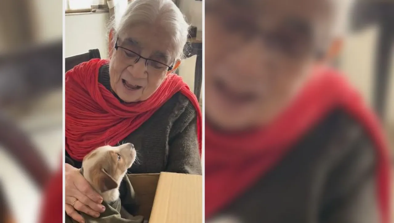 Dog lover 90 YO Kanak Saxena feeds 120 dogs every day