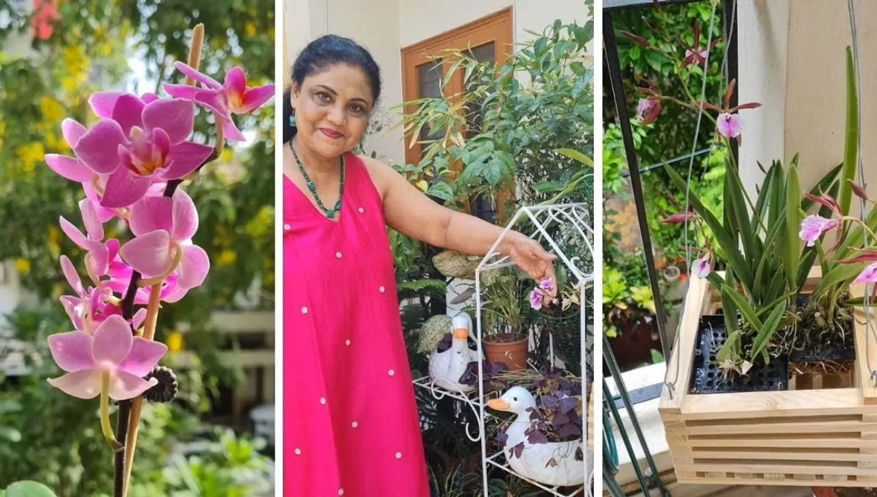 how to grow orchid