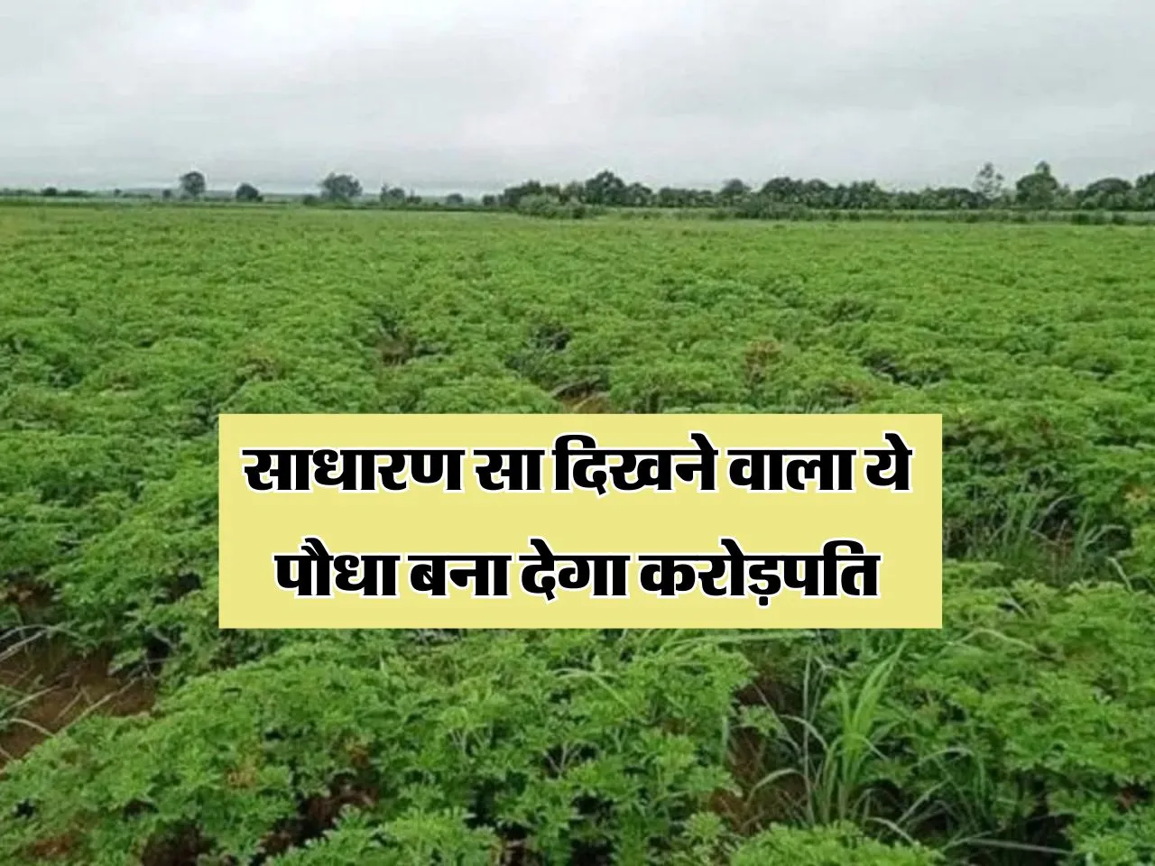  Business Idea : साधारण सा दिखने वाला ये पौधा बना देगा करोड़पति