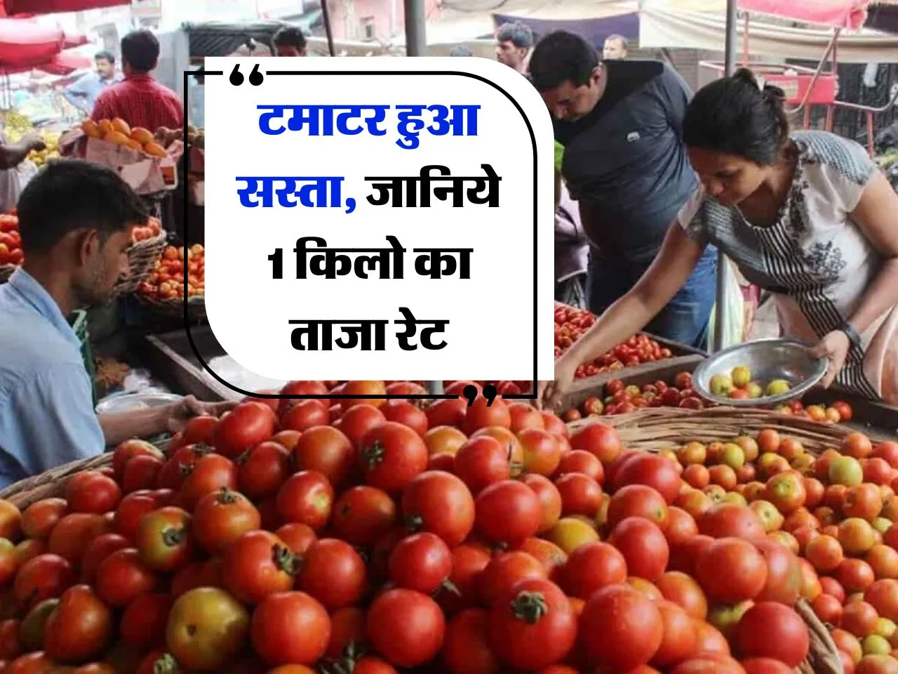 Tomato Rate : टमाटर हुआ सस्ता, जानिये 1 किलो का ताजा रेट 