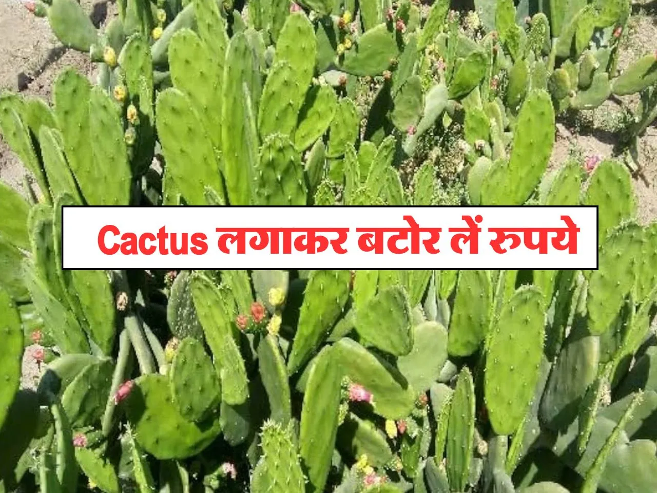 Cactus लगाकर बटोर लें रुपये, हमेशा रहती है इसकी डिमांड