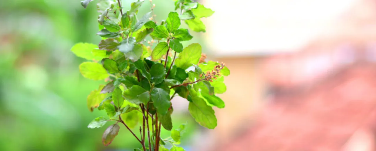 Tulsi Plant 