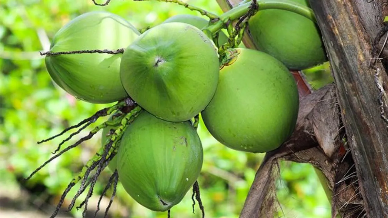 Coconut Benefits