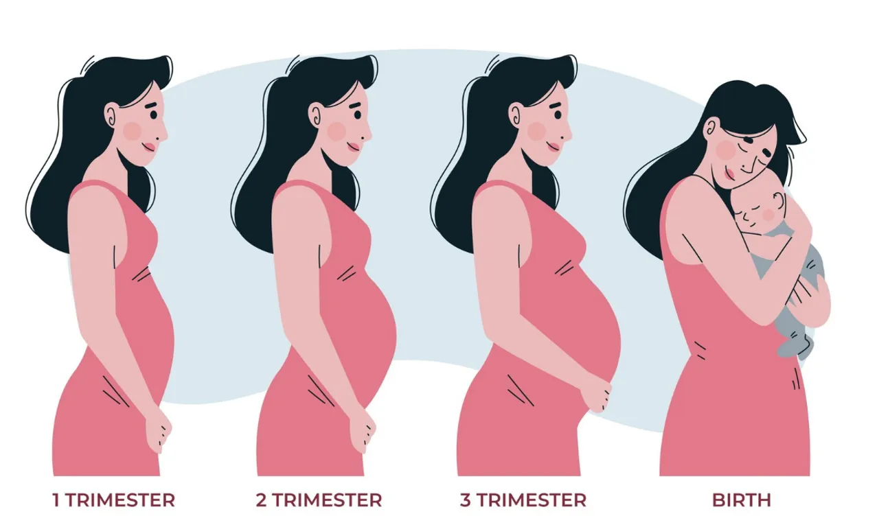 Phases of pregnancy