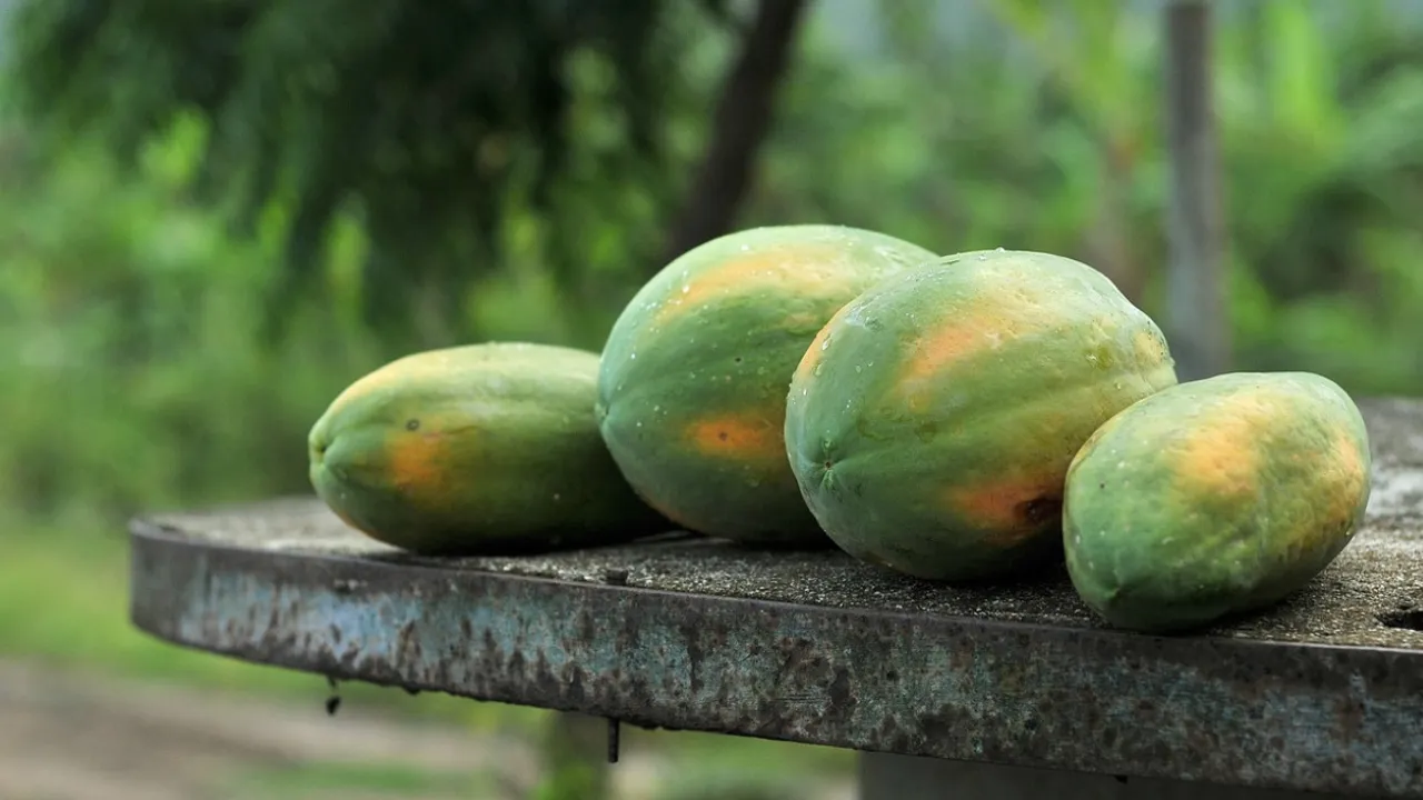 5 benifits of eating raw papaya daily