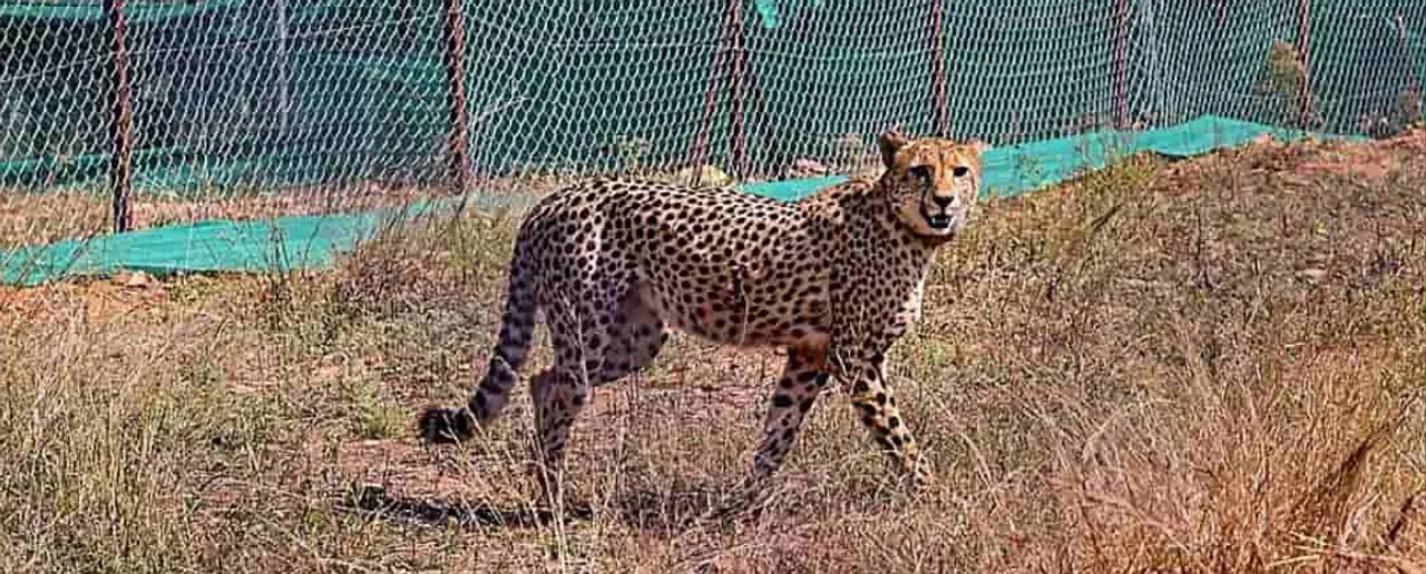 Cheetah Uday Dies