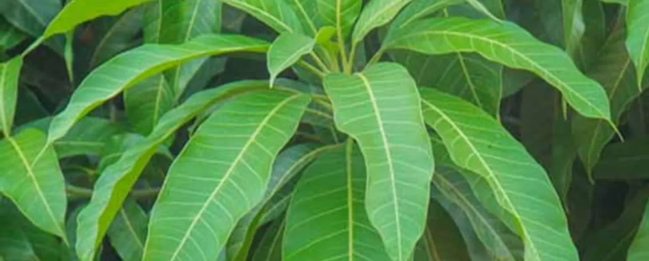 Mango Leaf 