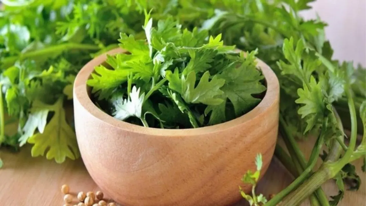 हरा धनिया