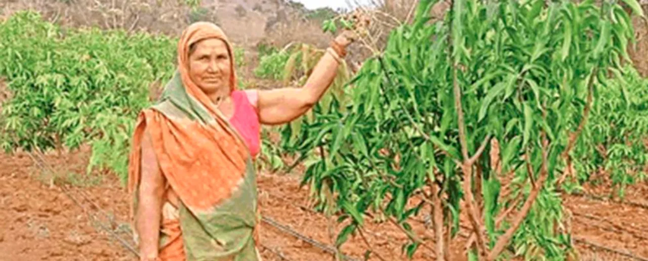 Oribai