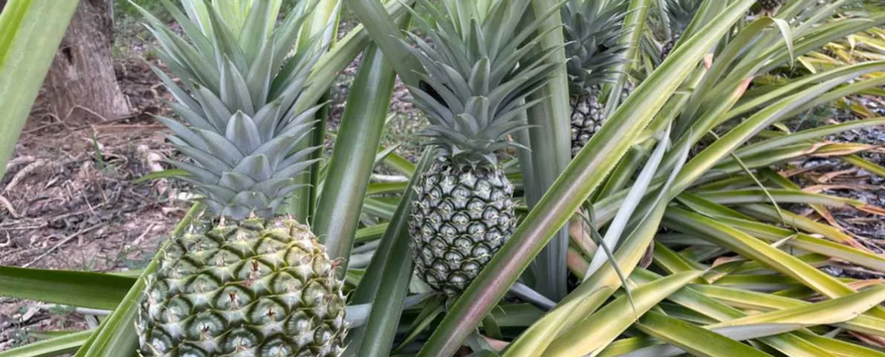 pineapple