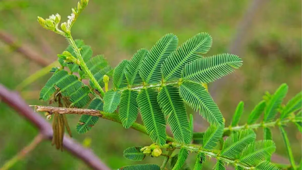 Shami Plant