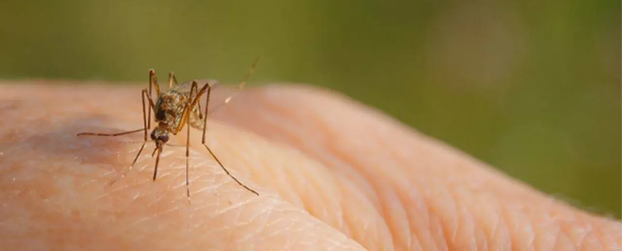 Mosquito 