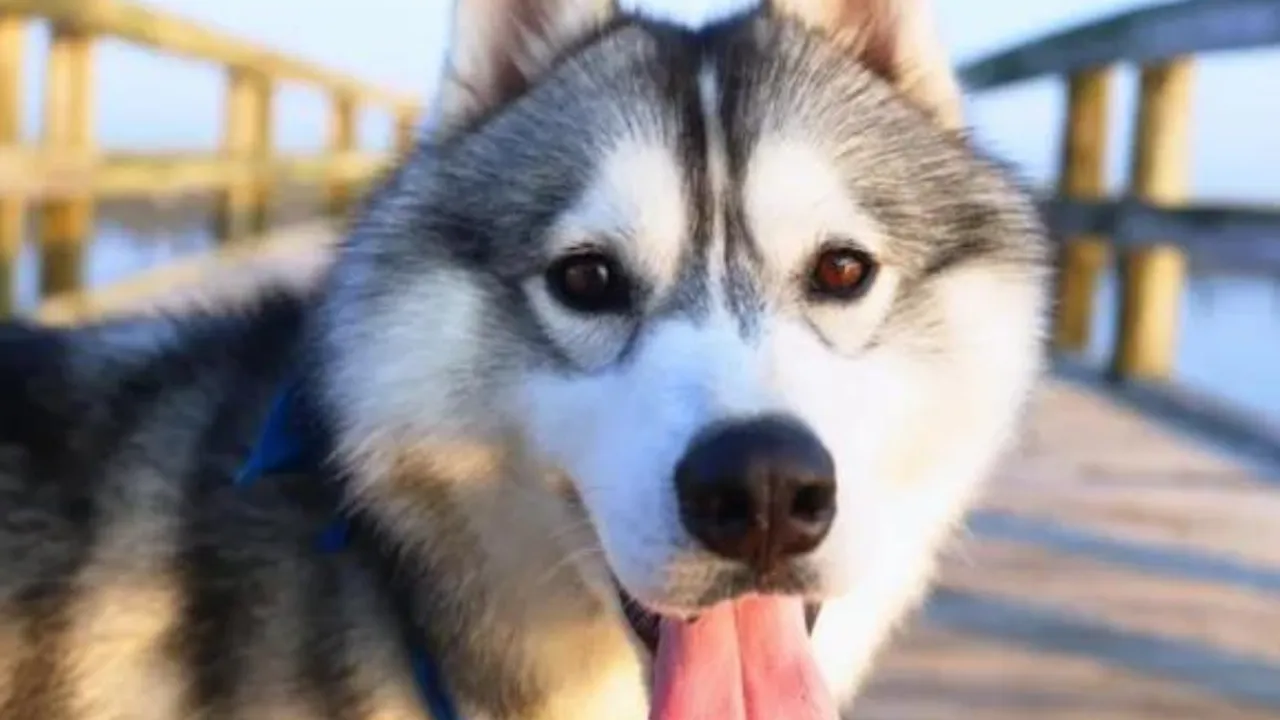 Pet Dog Guards Dead Body Of His Owner For 48 Hours In Snow