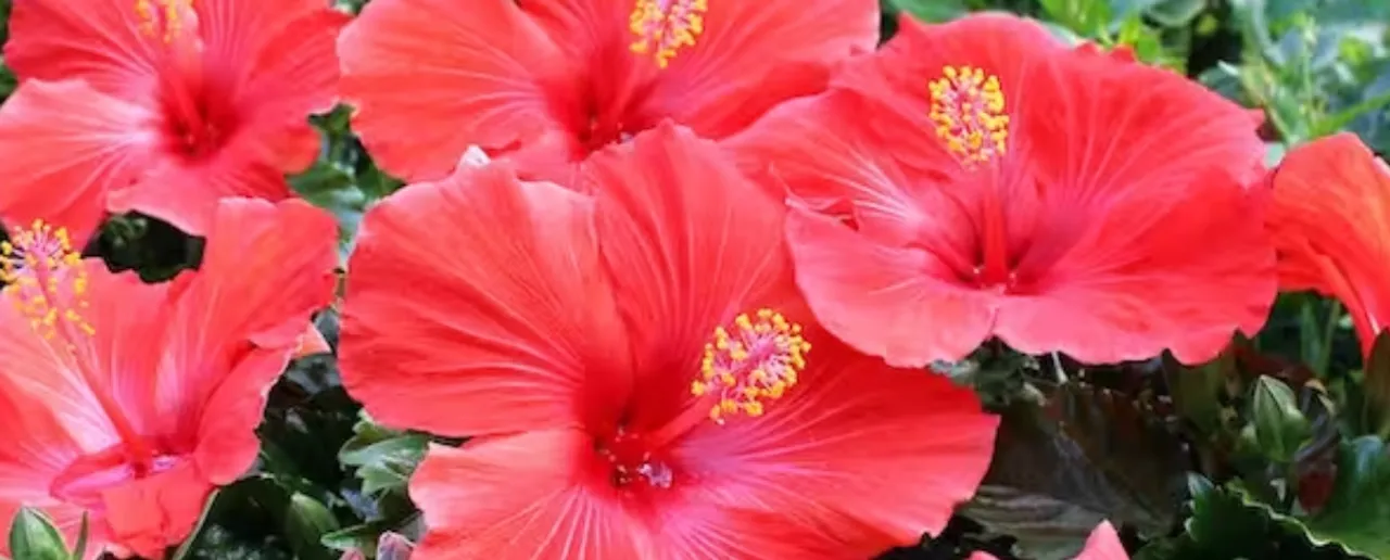 गुड़हल