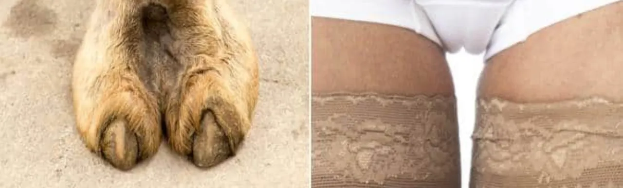 Camel toe0000. png