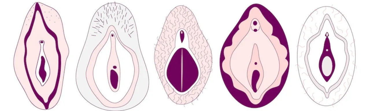Valva And Vagina 0. png