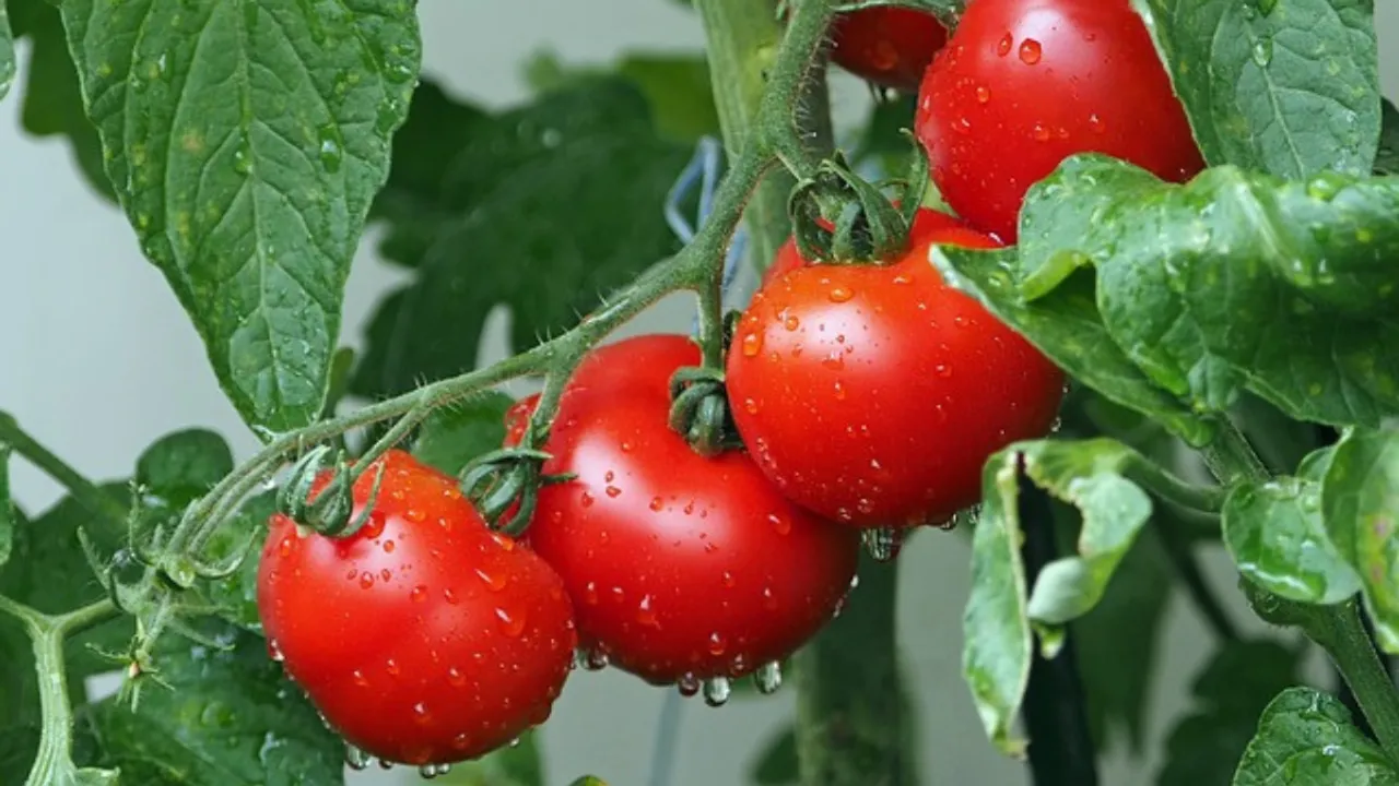 Tomato 