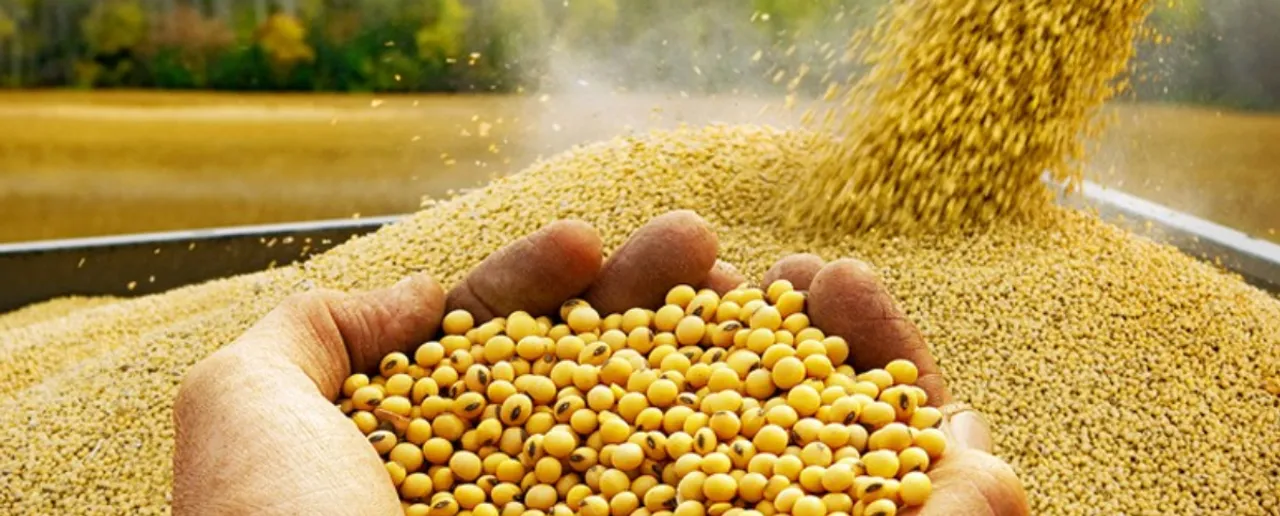 soybean